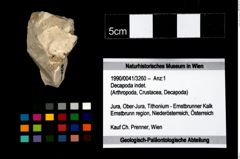 Foto (Objekt + Etikett) von Decapoda indet.  (NHMW-GEO-1990-0041-3260)